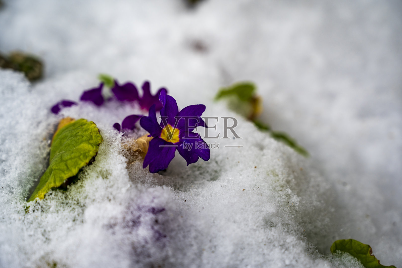植物报春花的紫色花在雪中绽放照片摄影图片