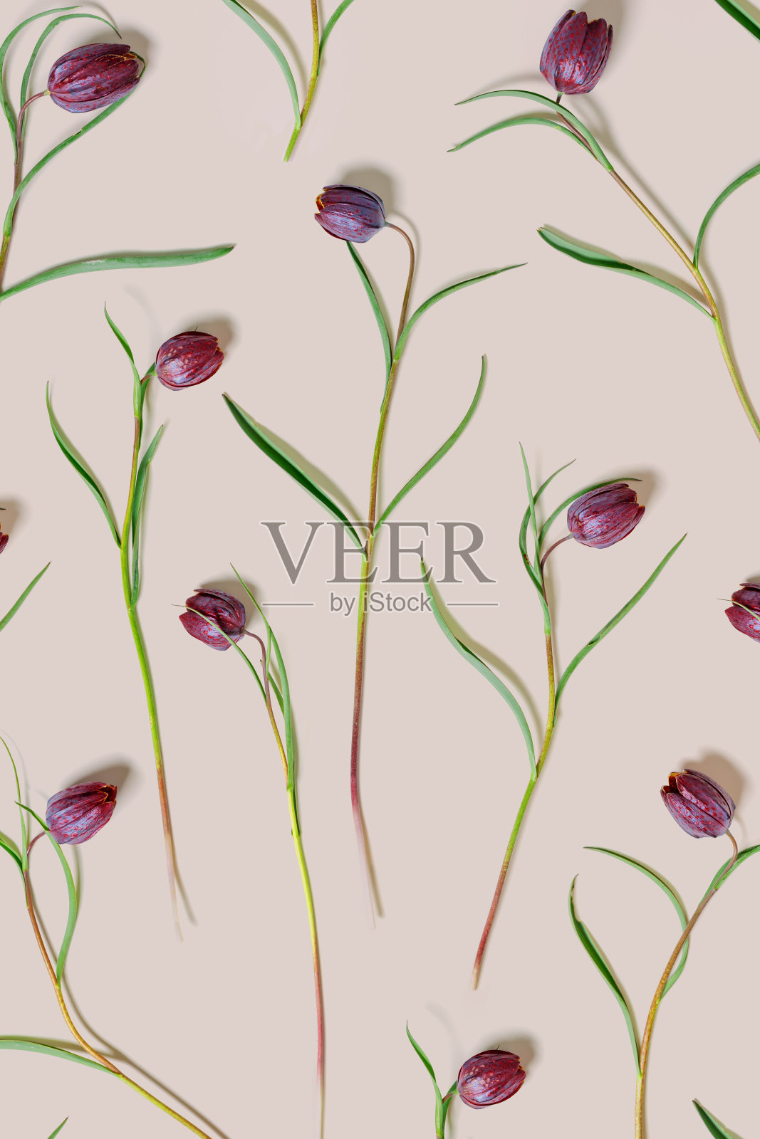 贝母春花以淡粉色为底色,顶景新鲜盛开的紫色虎郁金香野花,花卉植物美学平铺,近距离看花的花纹照片摄影图片