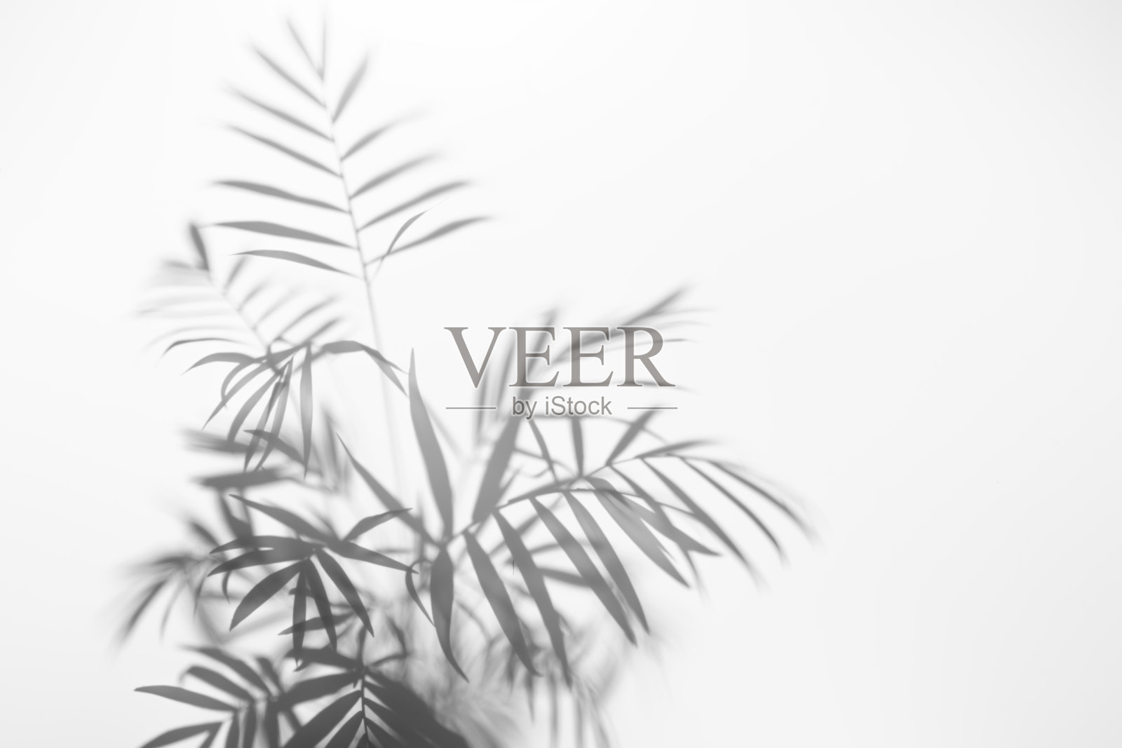 抽象的阴影,热带植物叶子在白色墙壁上的黑白阴影。照片摄影图片