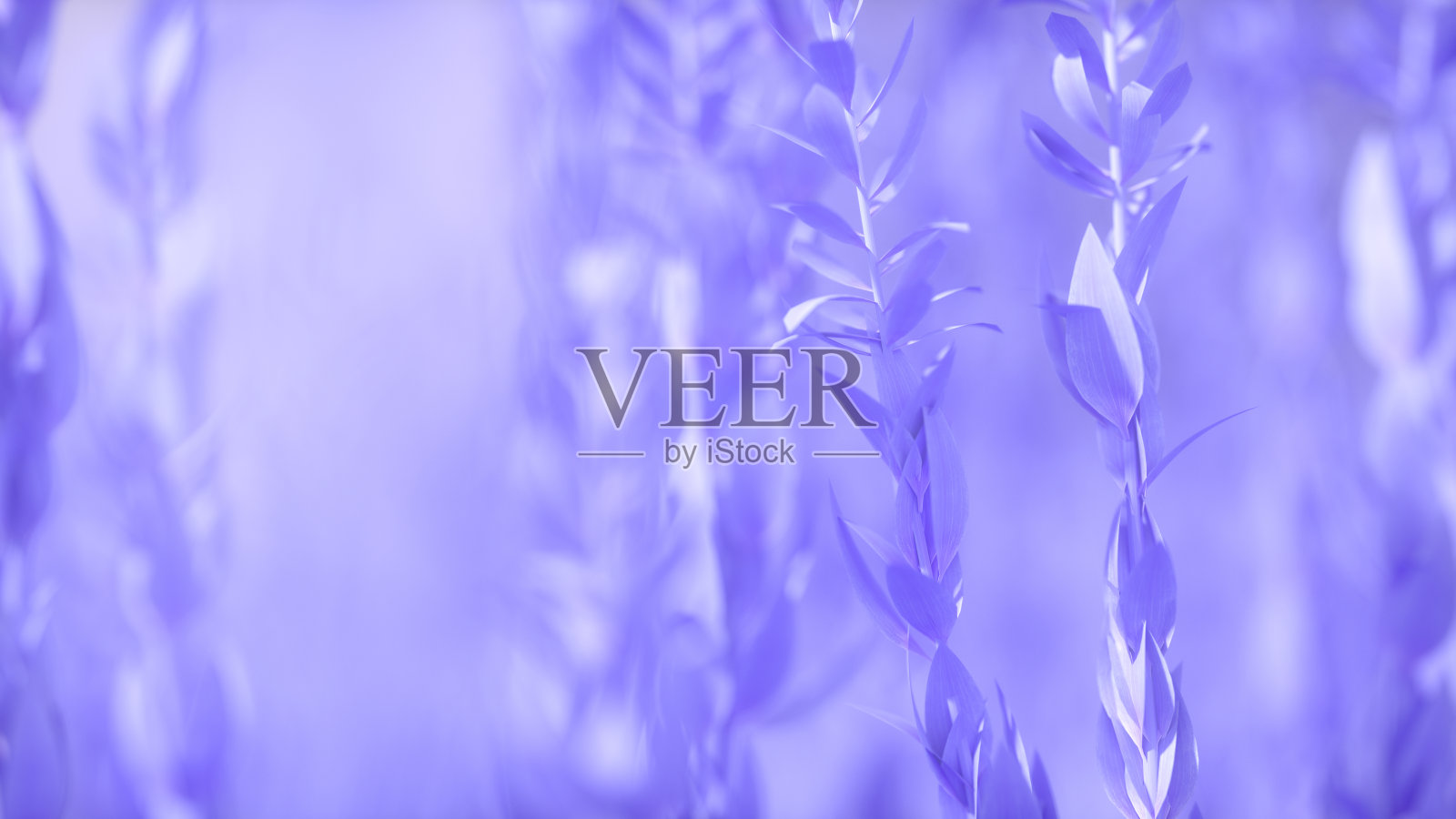 春天的背景照片摄影图片