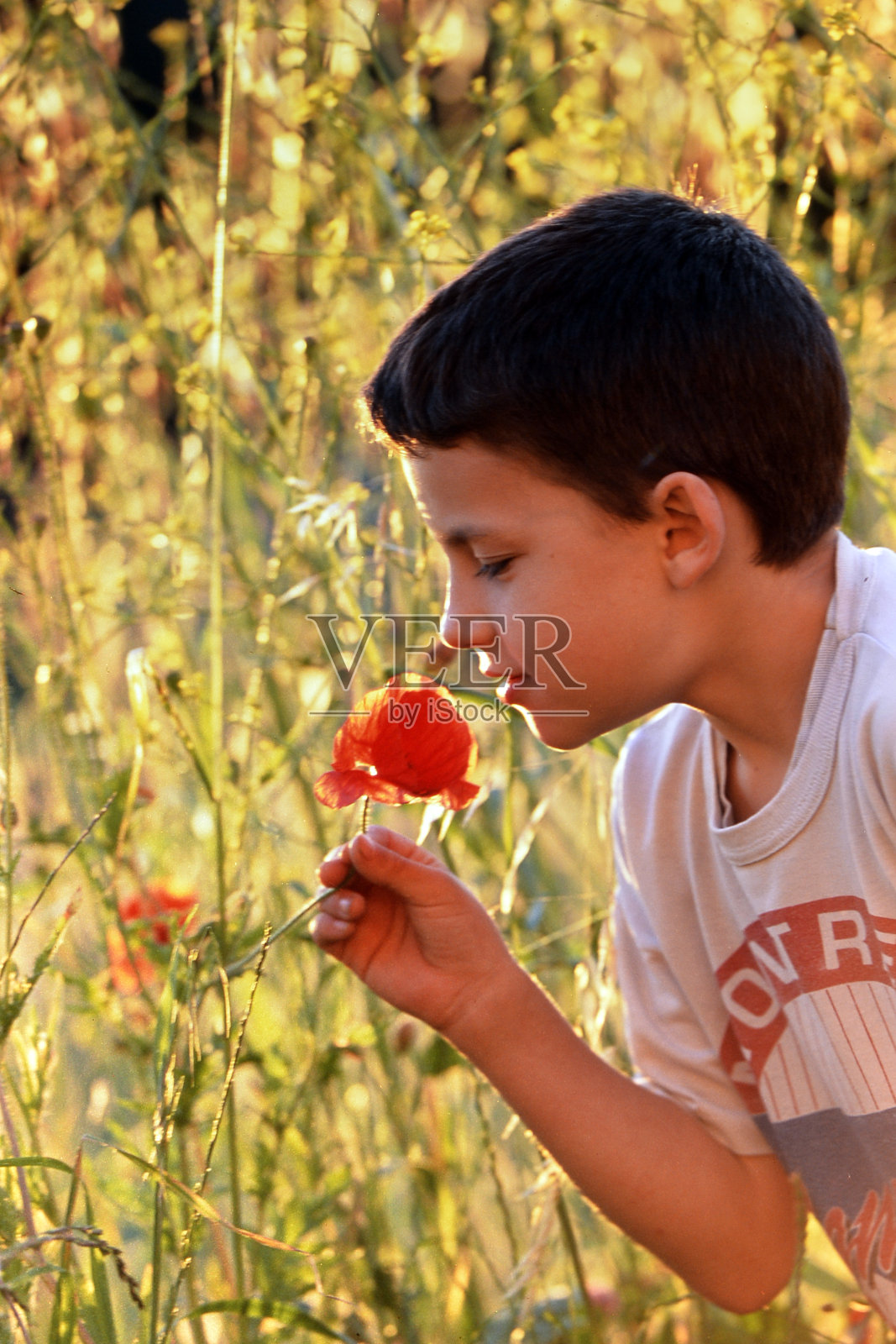 2003年5月24日,小男孩闻着鲜花照片摄影图片