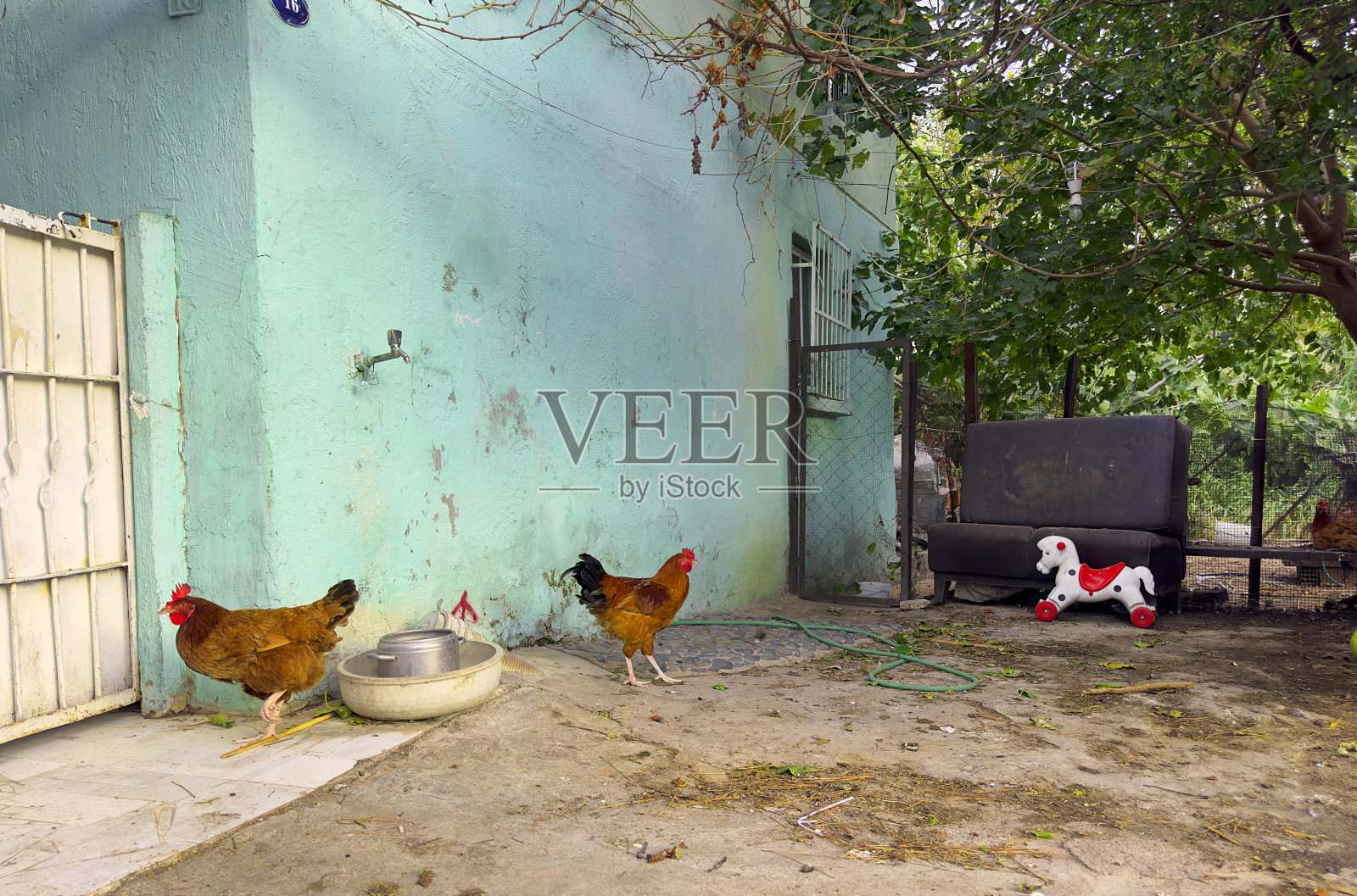 农家花园里的鸡照片摄影图片