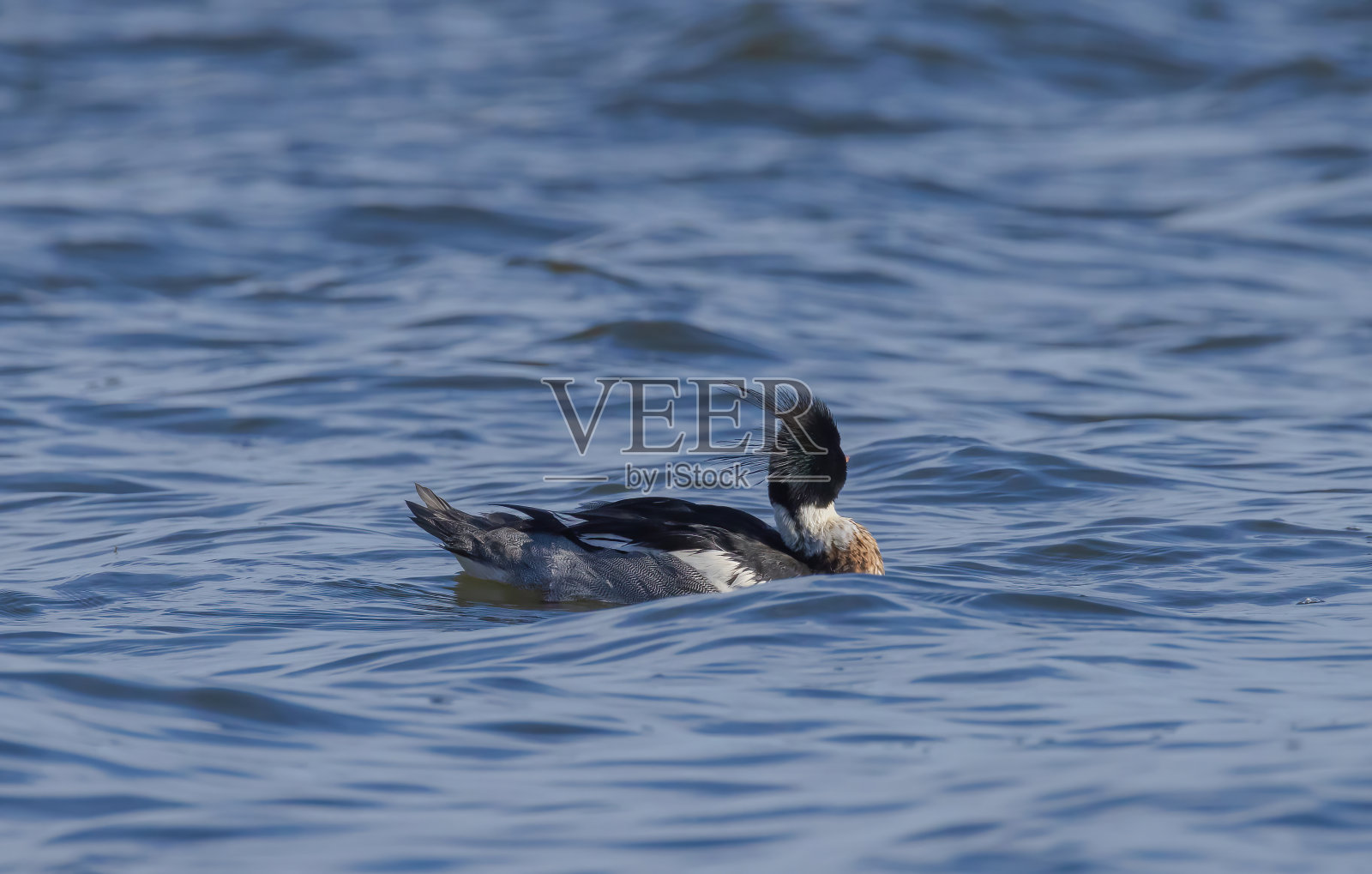 安大略湖上的红胸秋沙鸭照片摄影图片