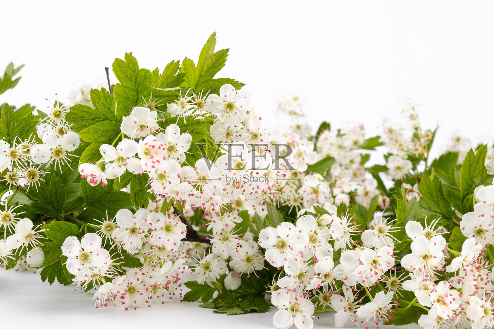 山楂花(山楂花)在白色背景上孤立照片摄影图片