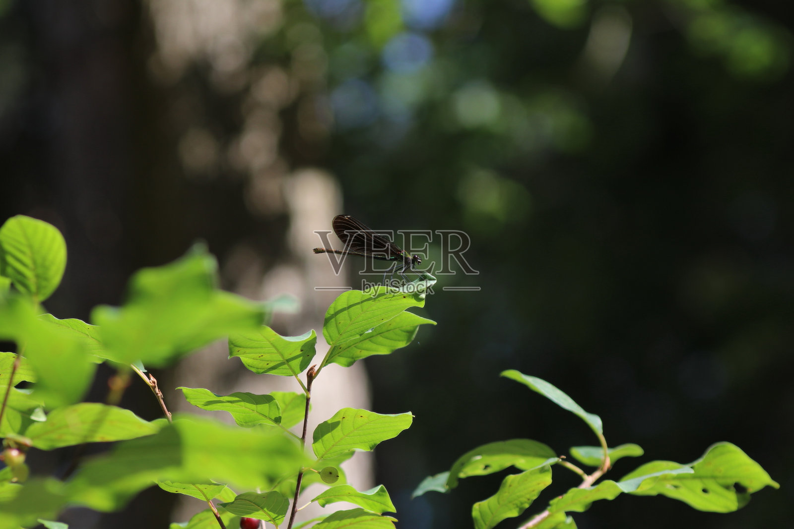 叶子上的黑蜻蜓照片摄影图片