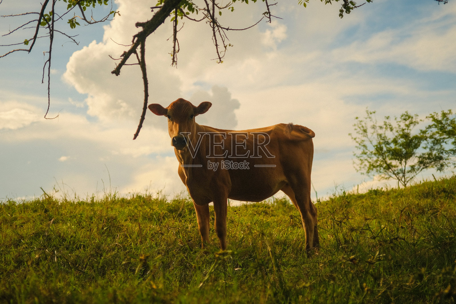 在一个阳光明媚的日子里,哥伦比亚乡下的奶牛看着相机照片摄影图片