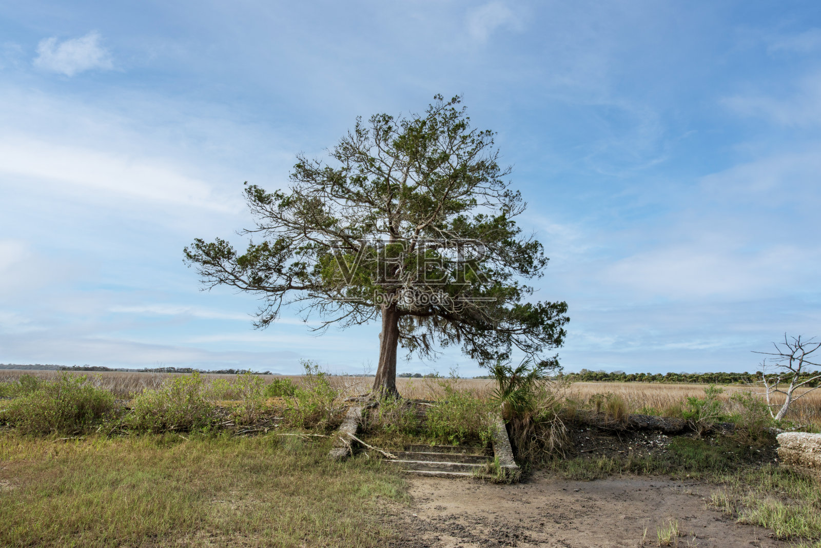 破旧的台阶通向雪松照片摄影图片