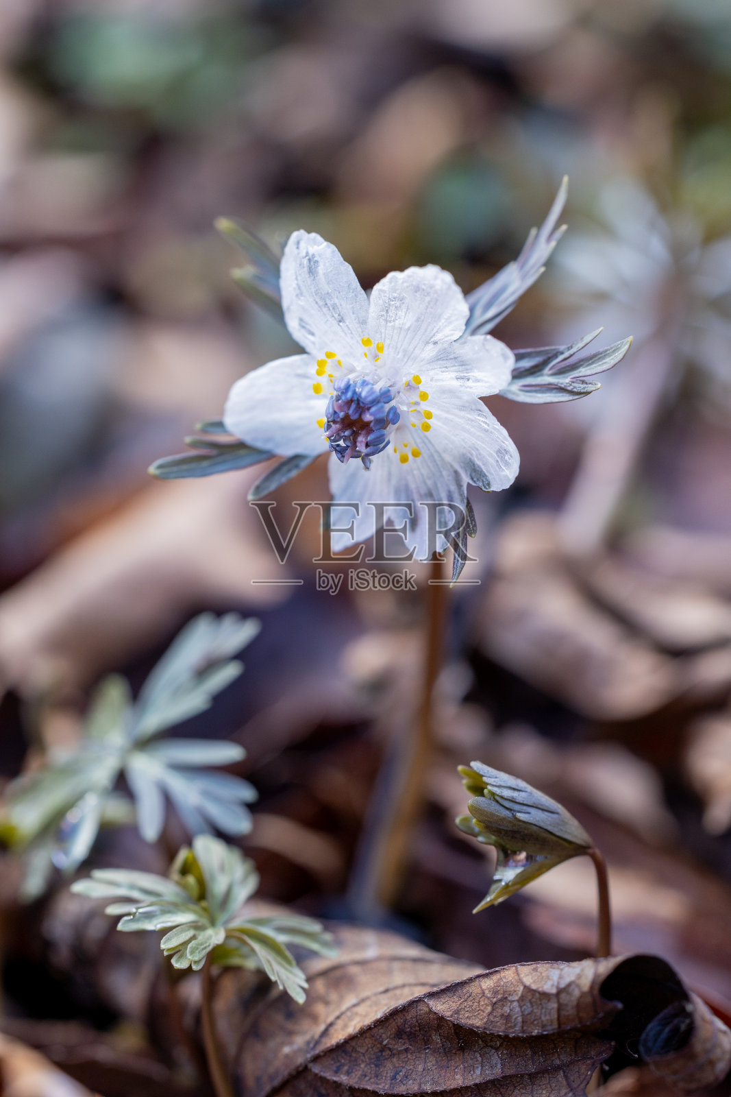 这是一种羽状蕨类植物,从早春的晨露中看起来潮湿而透明。照片摄影图片