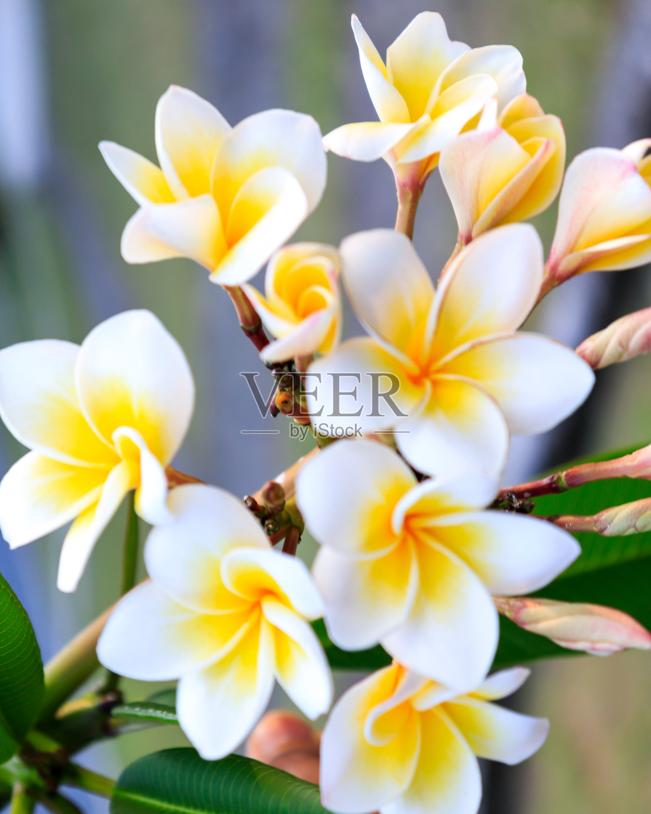 美丽的凤仙花股票照片照片摄影图片