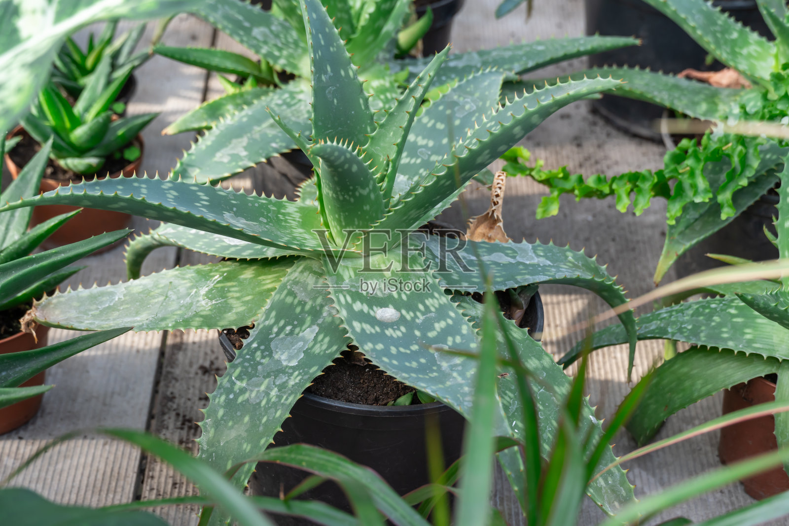 绿苗芦荟多肉植物生长在温室。重新种植芦荟。照片摄影图片