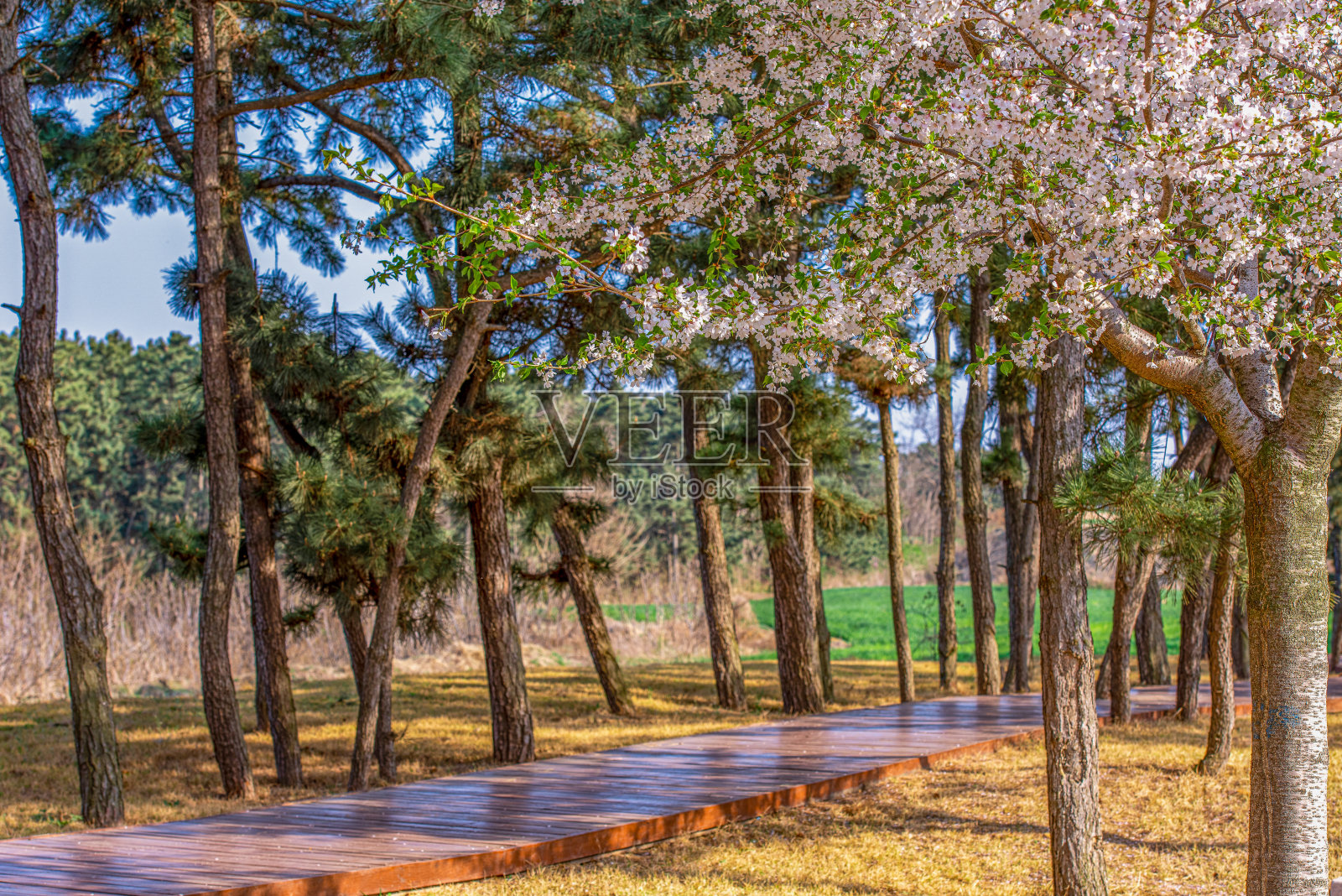 路边的樱花树在春天开了花照片摄影图片