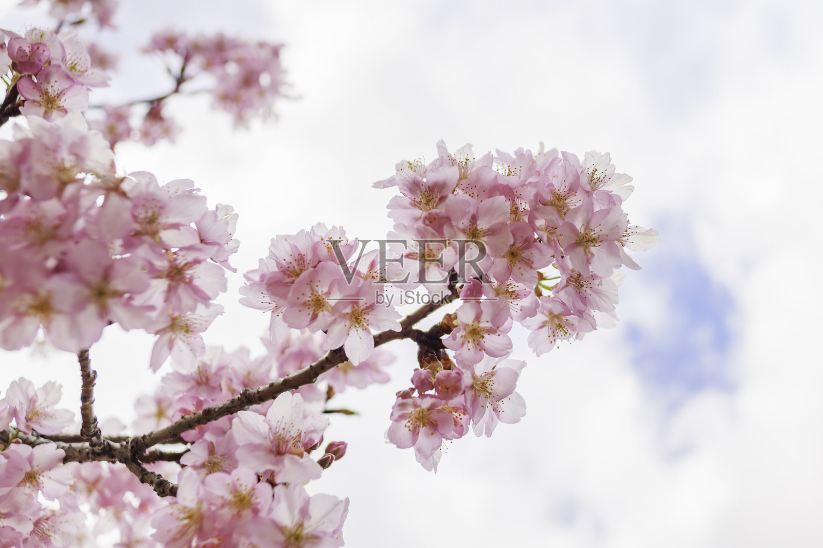 蓝蓝的天空下开着粉红色的樱花照片摄影图片