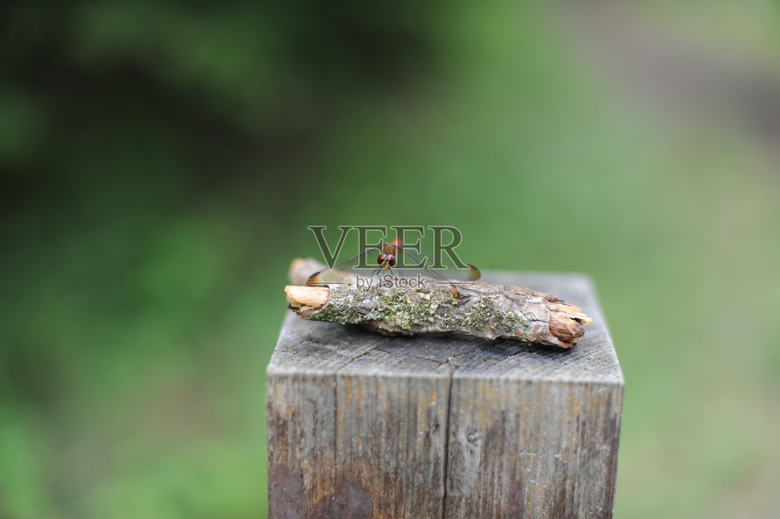 蜻蜓坐在一根原木或一块木头在森林里,特写照片。绿色背景的宏。照片摄影图片