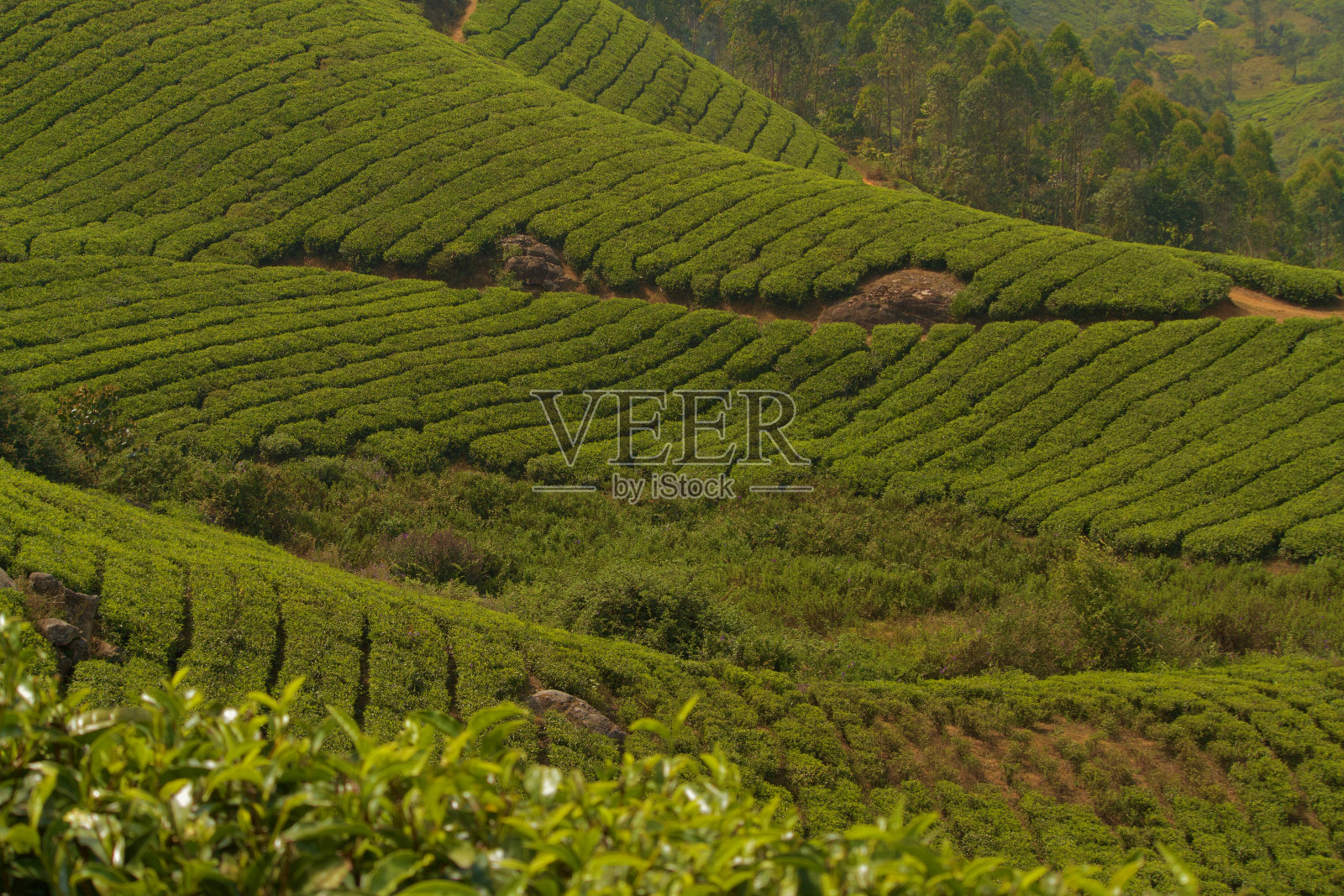 印度穆纳尔的茶园照片摄影图片
