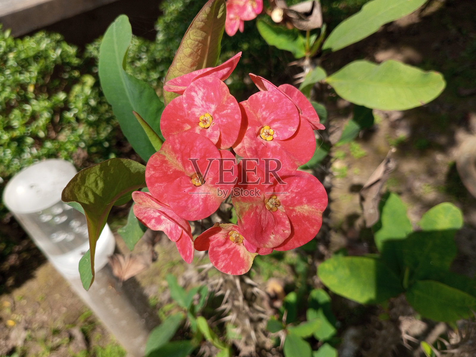 大戟,荆棘之冠,基督植物,或基督的刺,是大戟科开花植物的一种。照片摄影图片