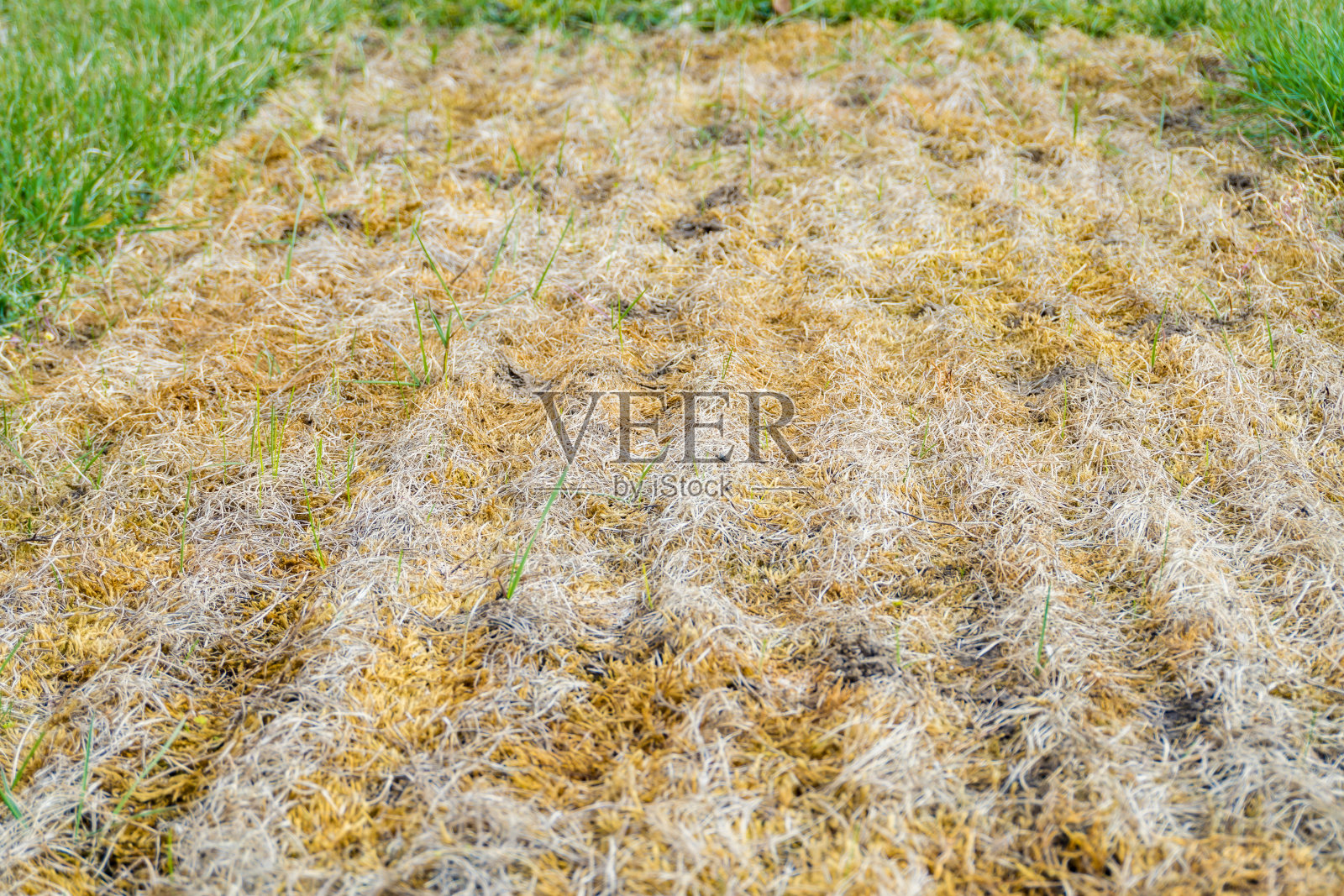 花园里的草坪又干又死。干草在那东西下面皱了起来。景观照片摄影图片