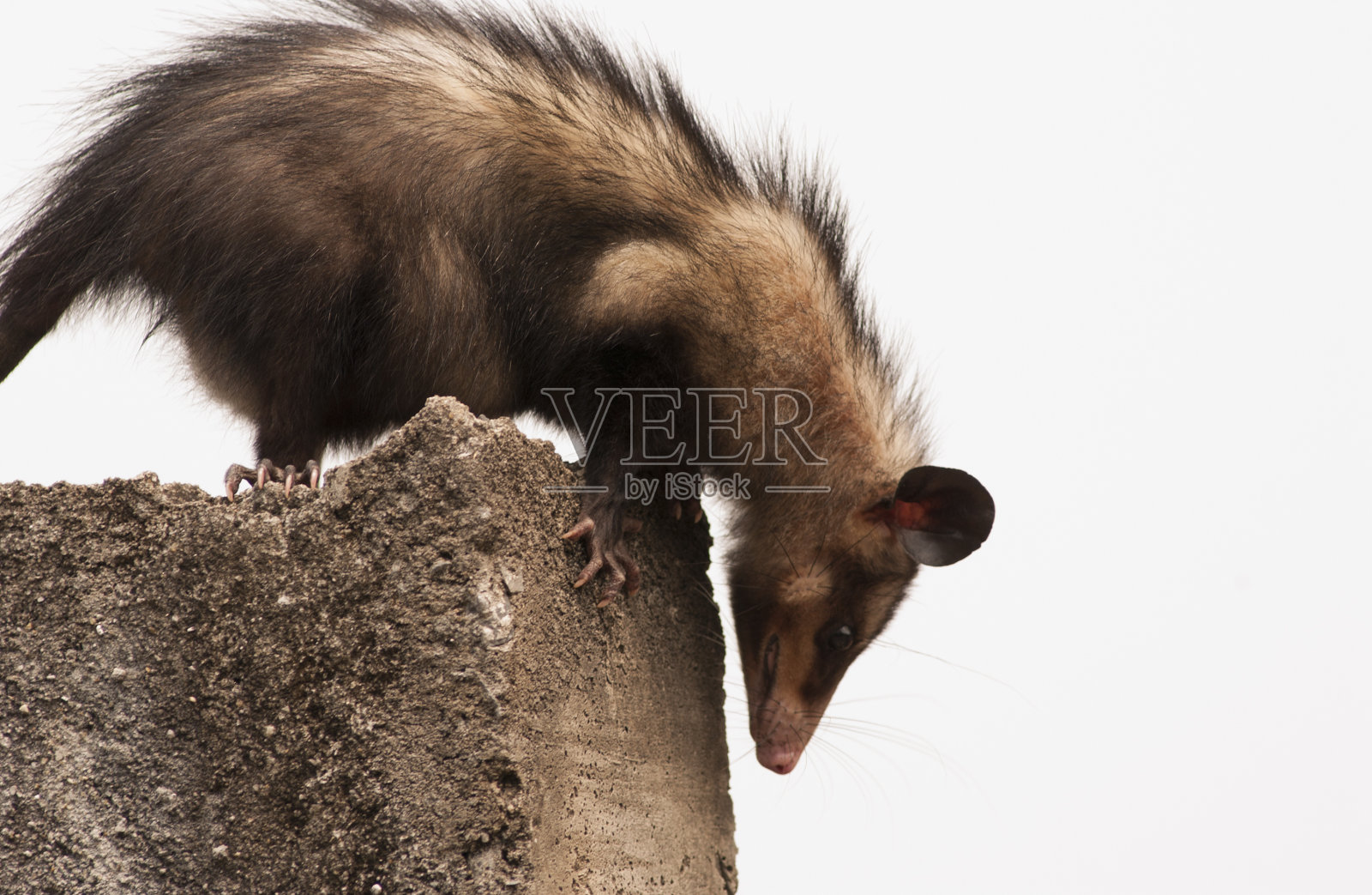 负鼠照片摄影图片