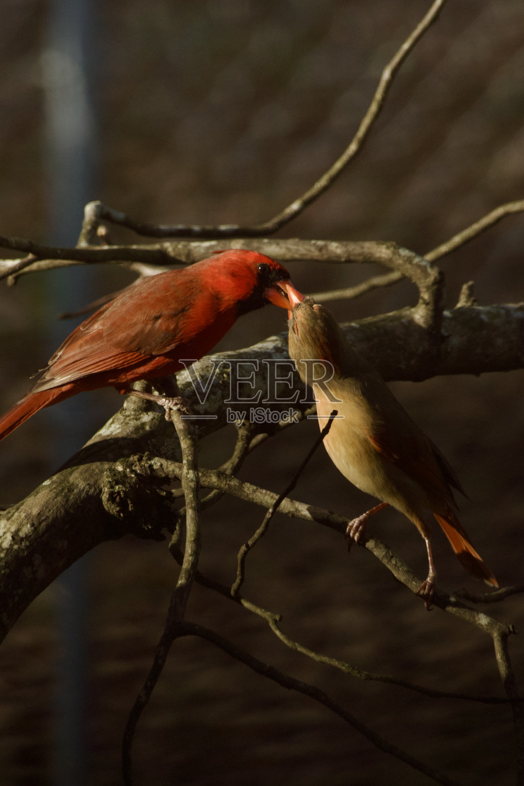 春天的一对鸟照片摄影图片