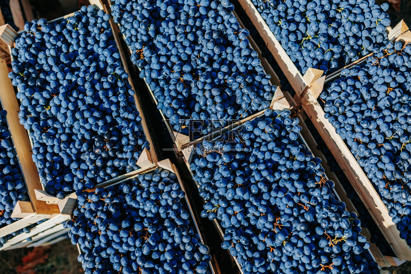 乡村欣快黑葡萄安排在一个板条箱照片摄影图片
