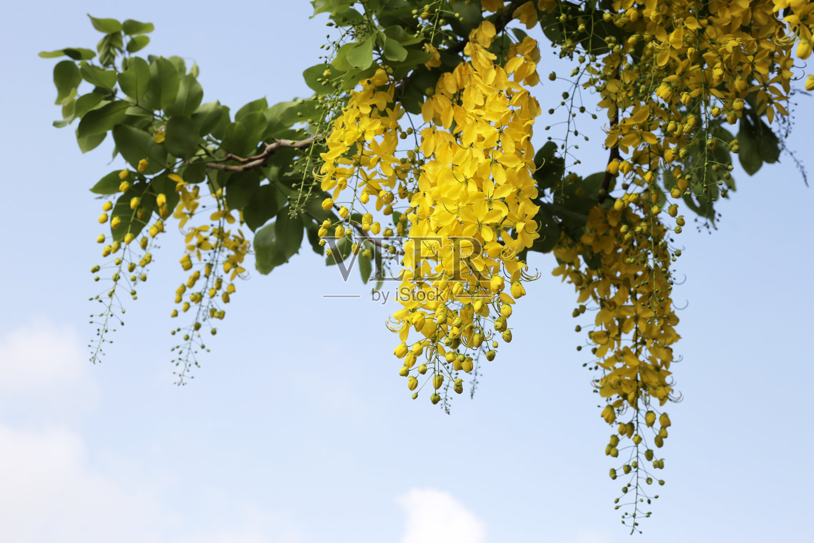 决明子的黄色花在树上照片摄影图片
