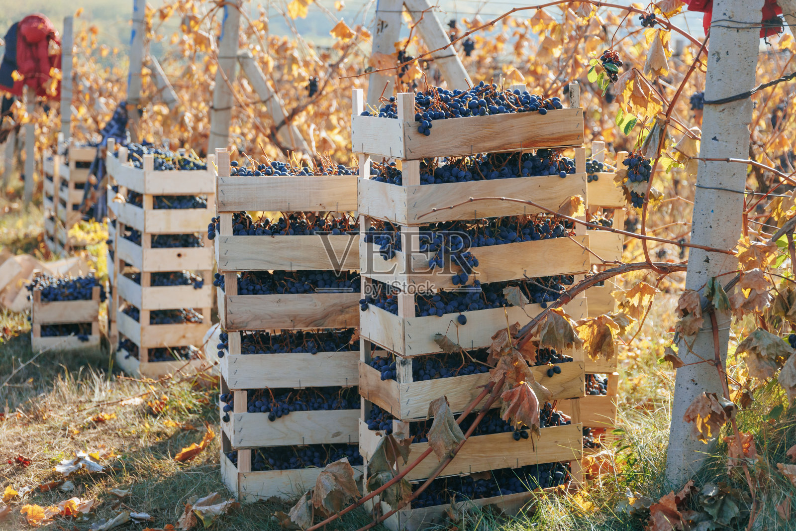 葡萄大丰收照片摄影图片