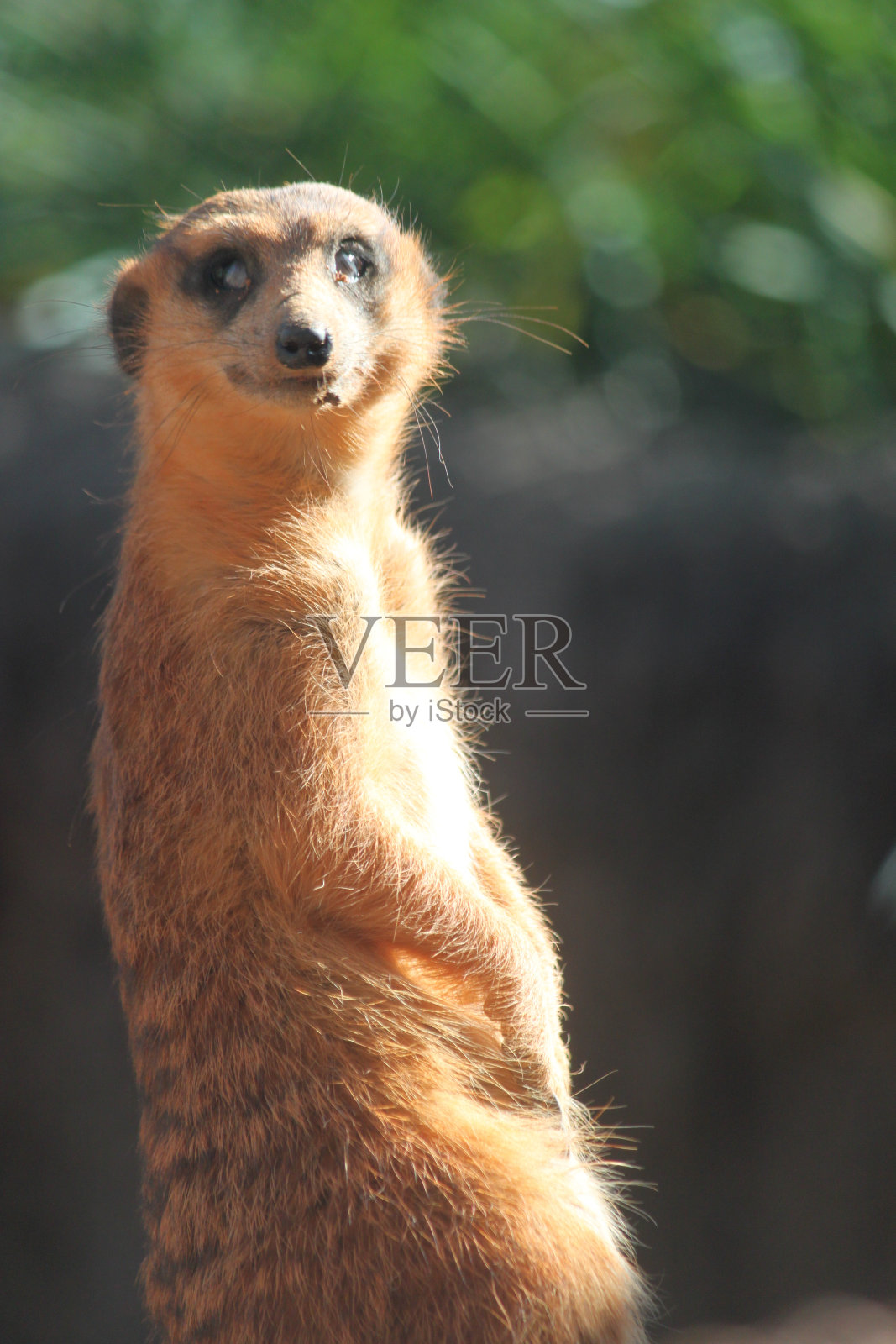 猫鼬照片摄影图片