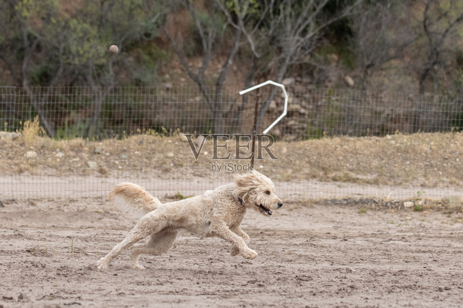 在树林里为狗准备的户外院子。照片摄影图片