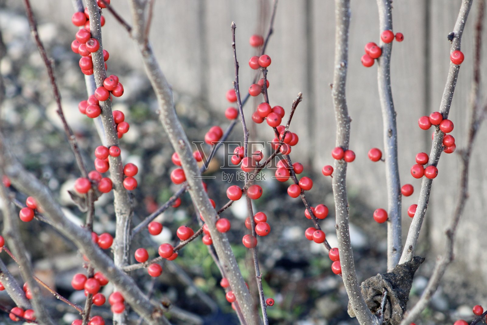 正在结果的冬莓丛照片摄影图片