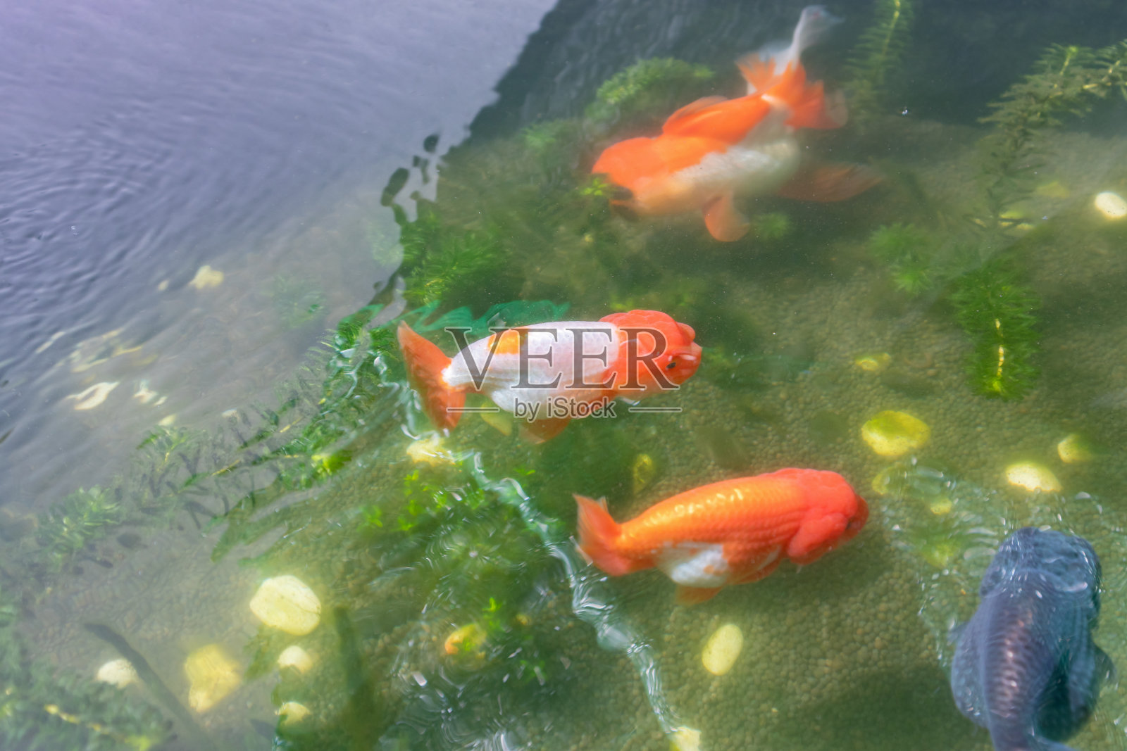 鱼缸里的金鱼近照照片摄影图片