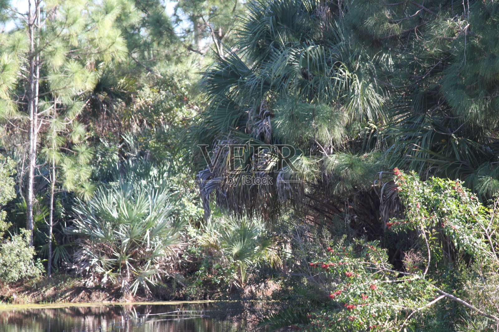 弗罗里达河照片摄影图片