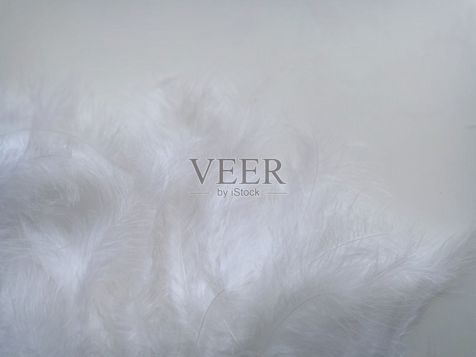 纹理背景精致的白色美丽的羽毛照片摄影图片