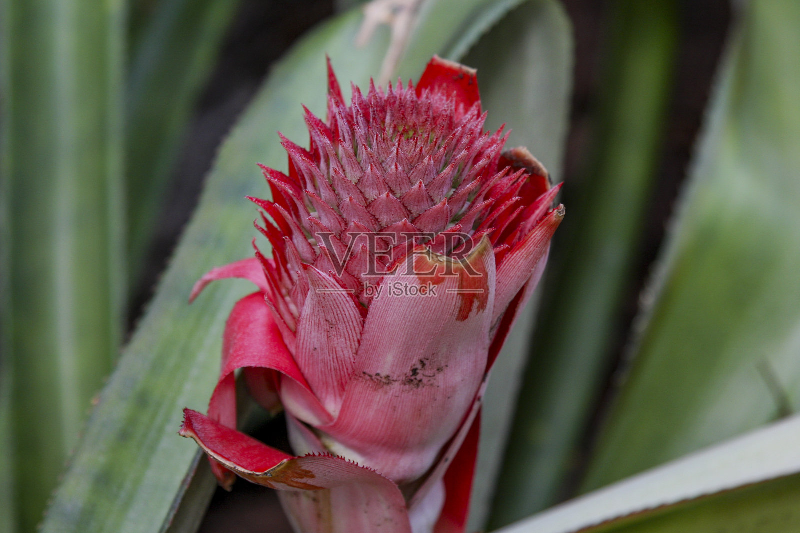 红菠萝(Ananas bracteatus)照片摄影图片