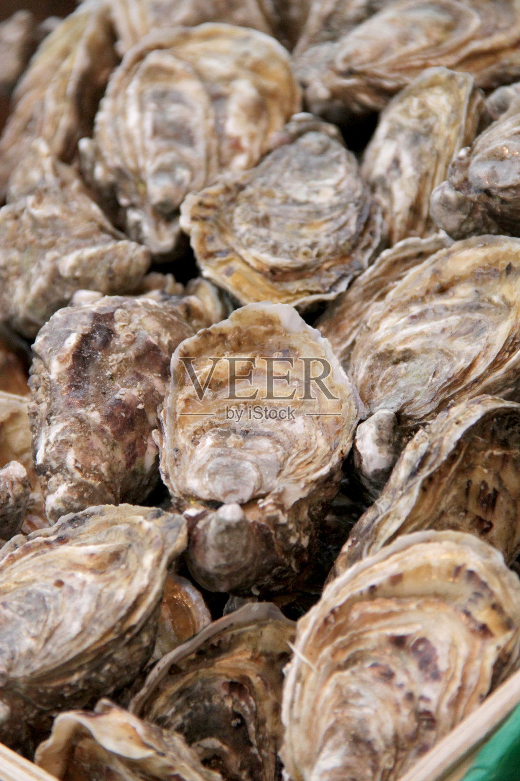 壳牌照片摄影图片