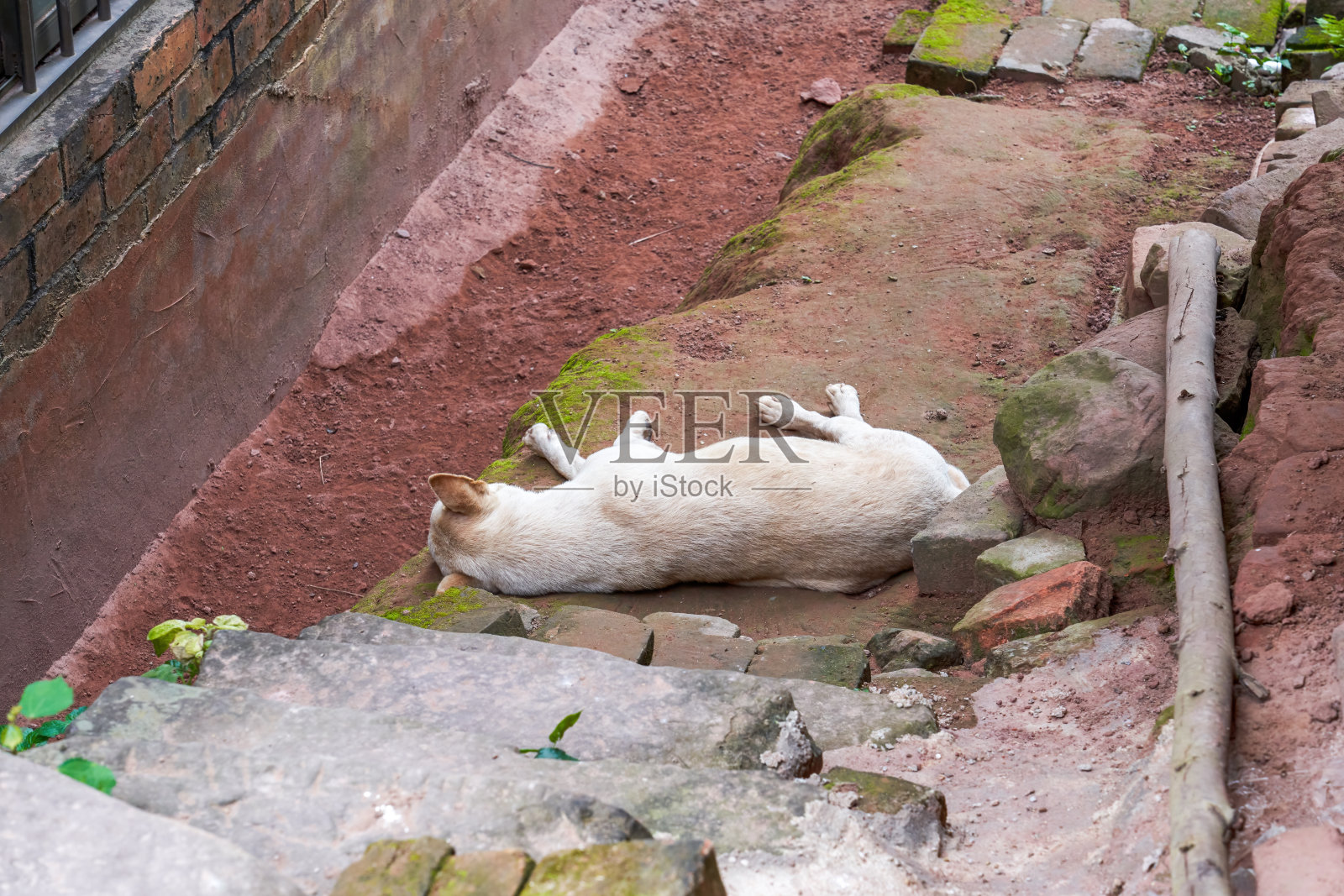 一只睡在乡间房子外面的土狗,中国牧狗照片摄影图片