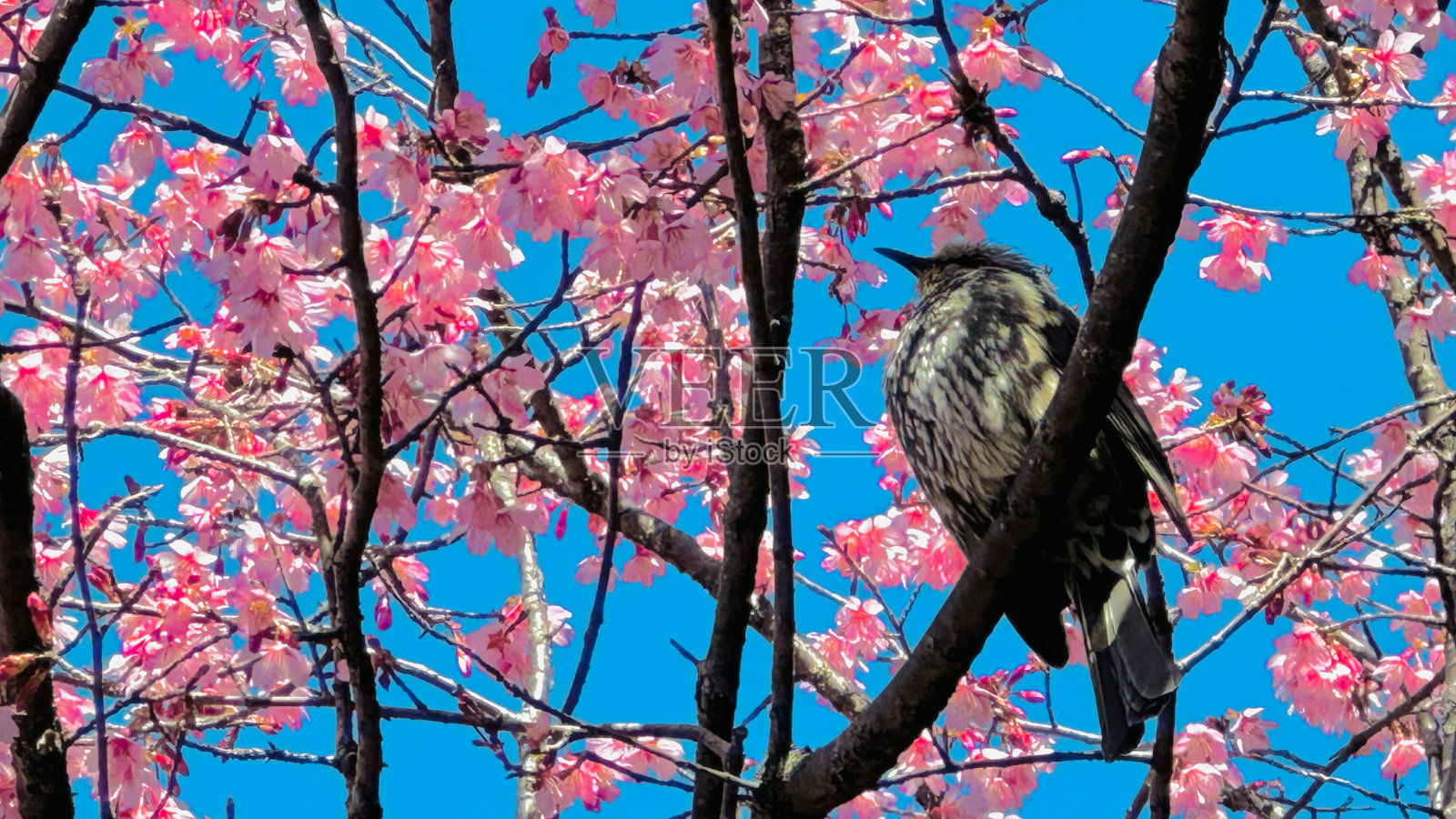 樱花与鸟照片摄影图片