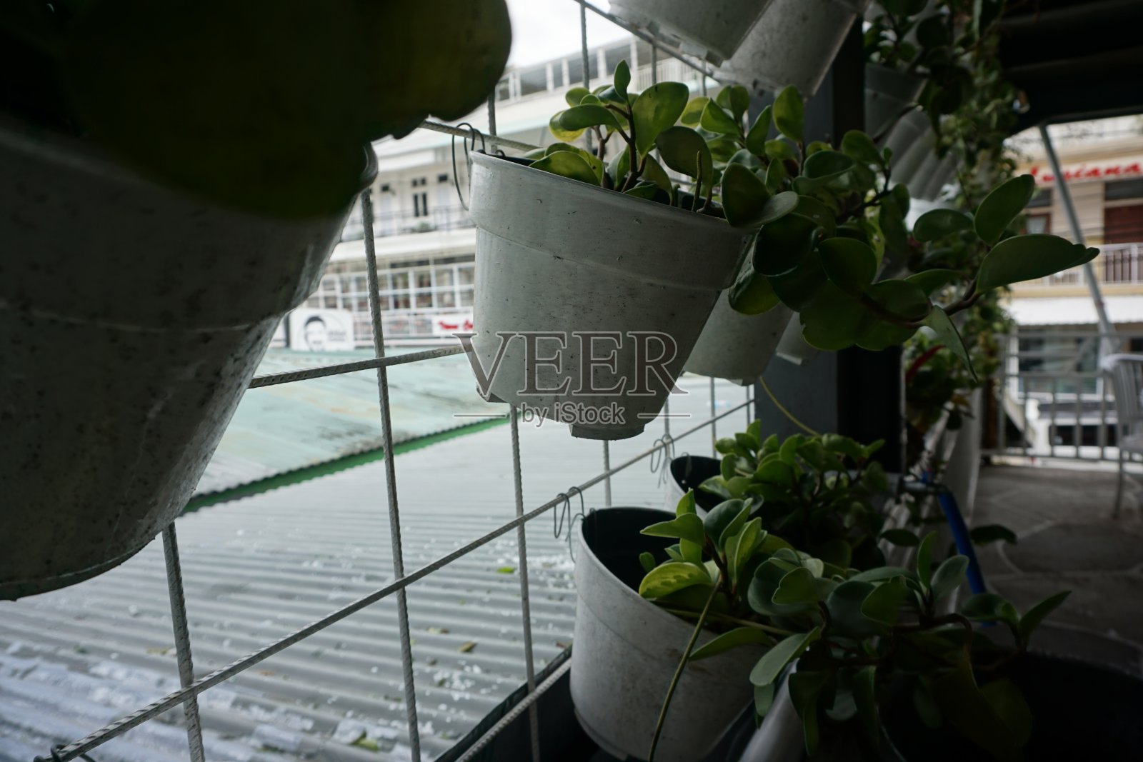 种在花盆里的垂直植物。看起来很漂亮,绿色和白色的锅照片摄影图片