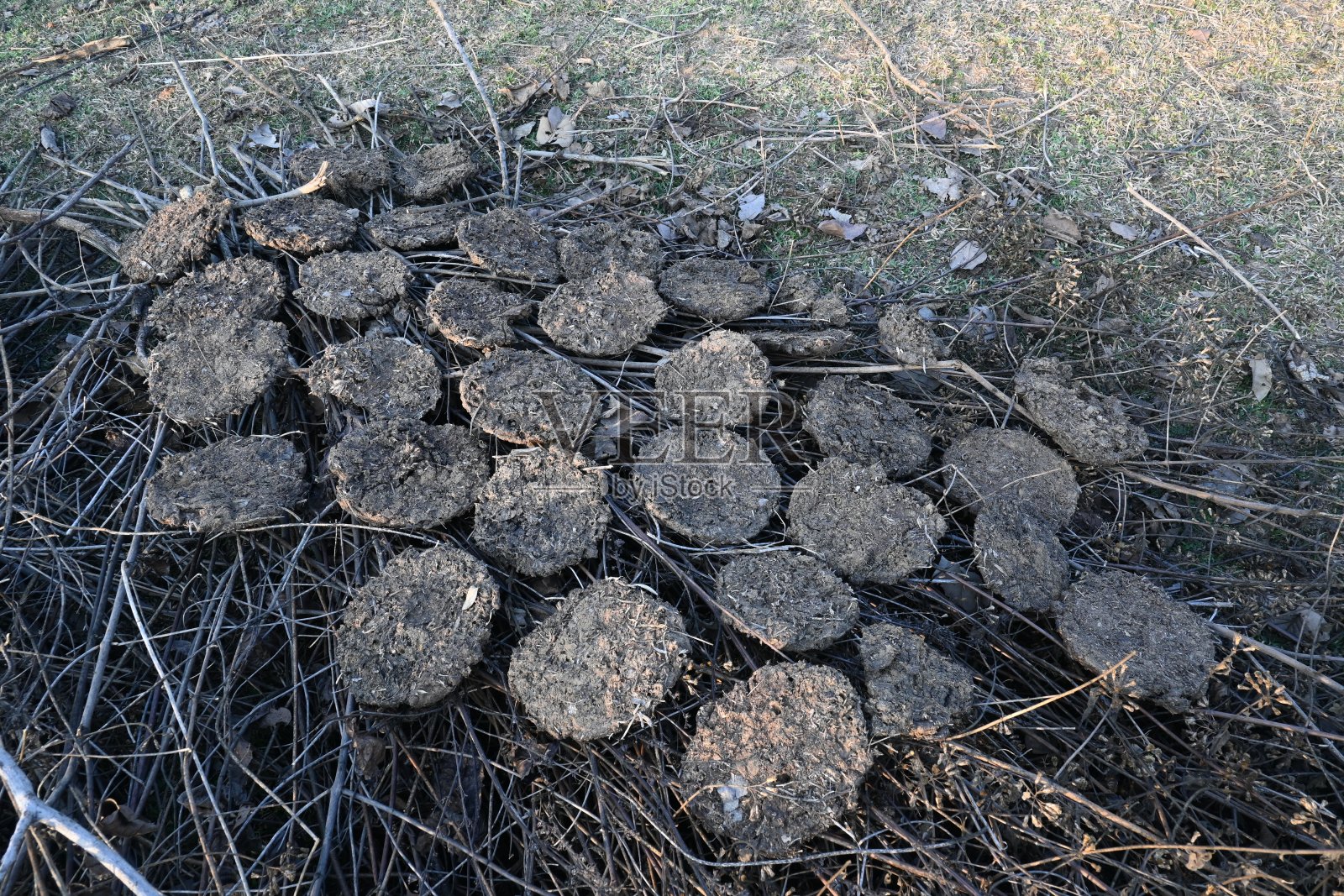 牛粪饼或巧克力糕。照片摄影图片