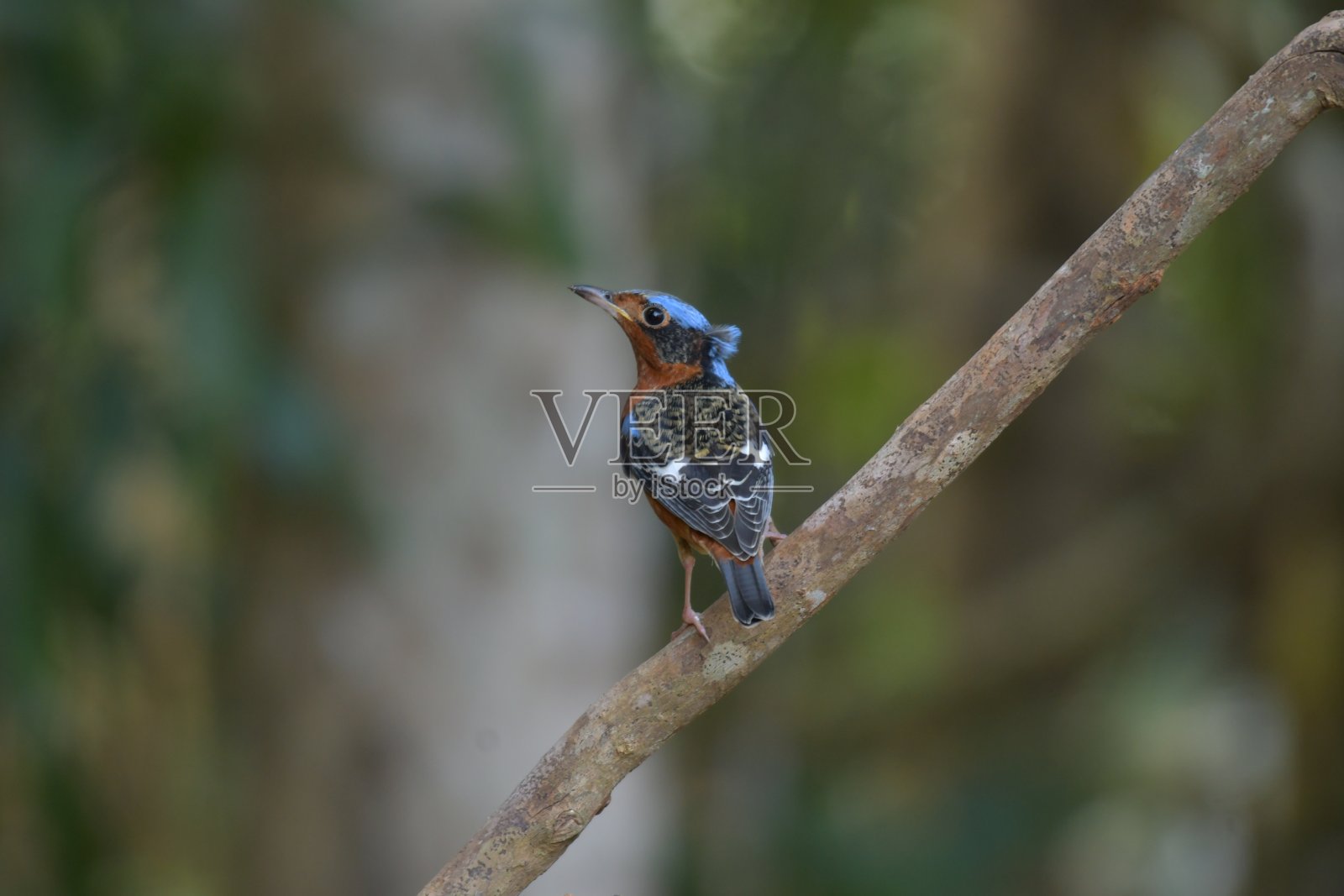 白喉岩鸫照片摄影图片