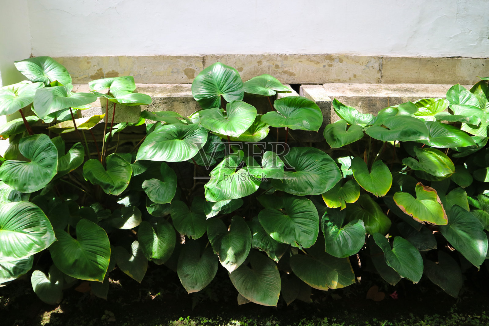 长在热带森林中的一种属,体型大,叶子鲜嫩,颜色常绿。用于家庭园林装饰的植物。照片摄影图片