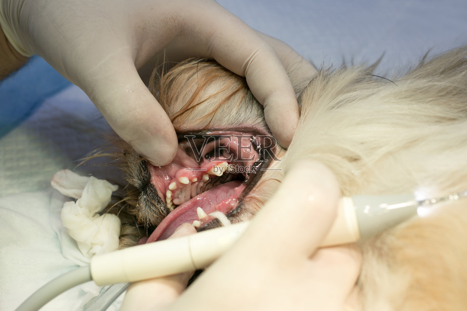 兽医正在给狗清理牙齿上的牙垢照片摄影图片