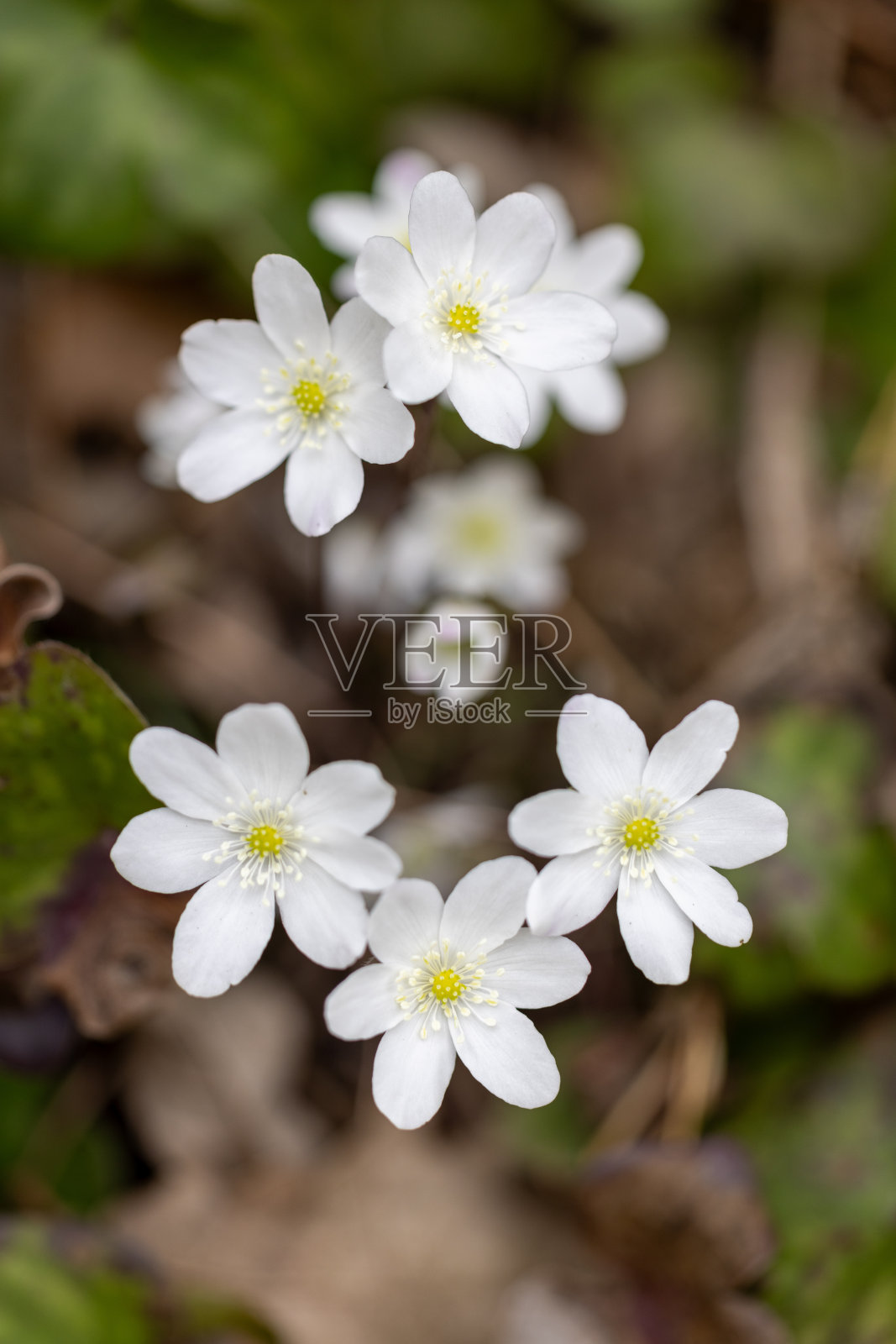 盛开的美丽:捕捉盛开的野花照片摄影图片