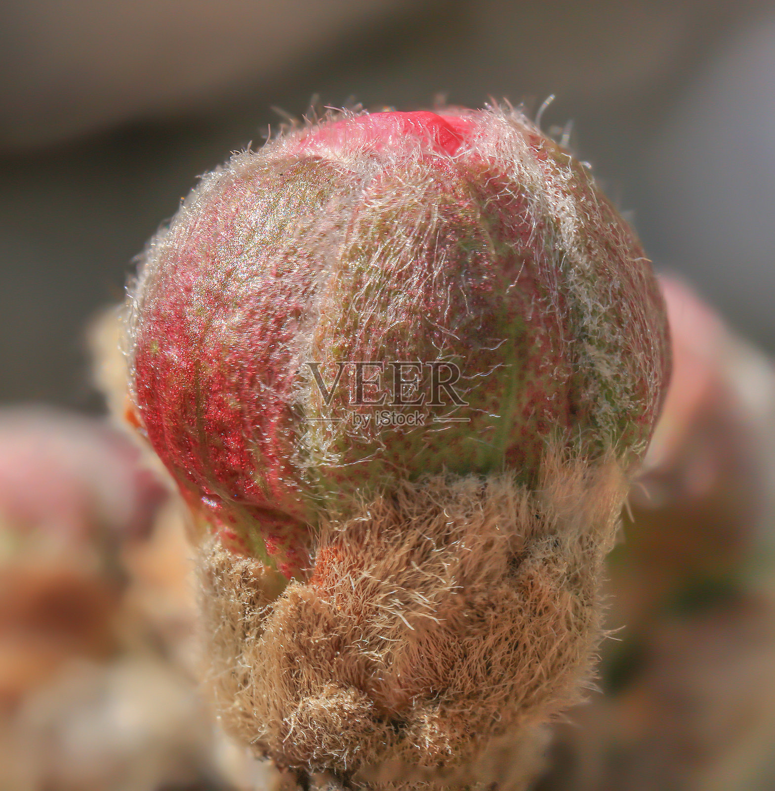 美丽的梅花花蕾照片摄影图片
