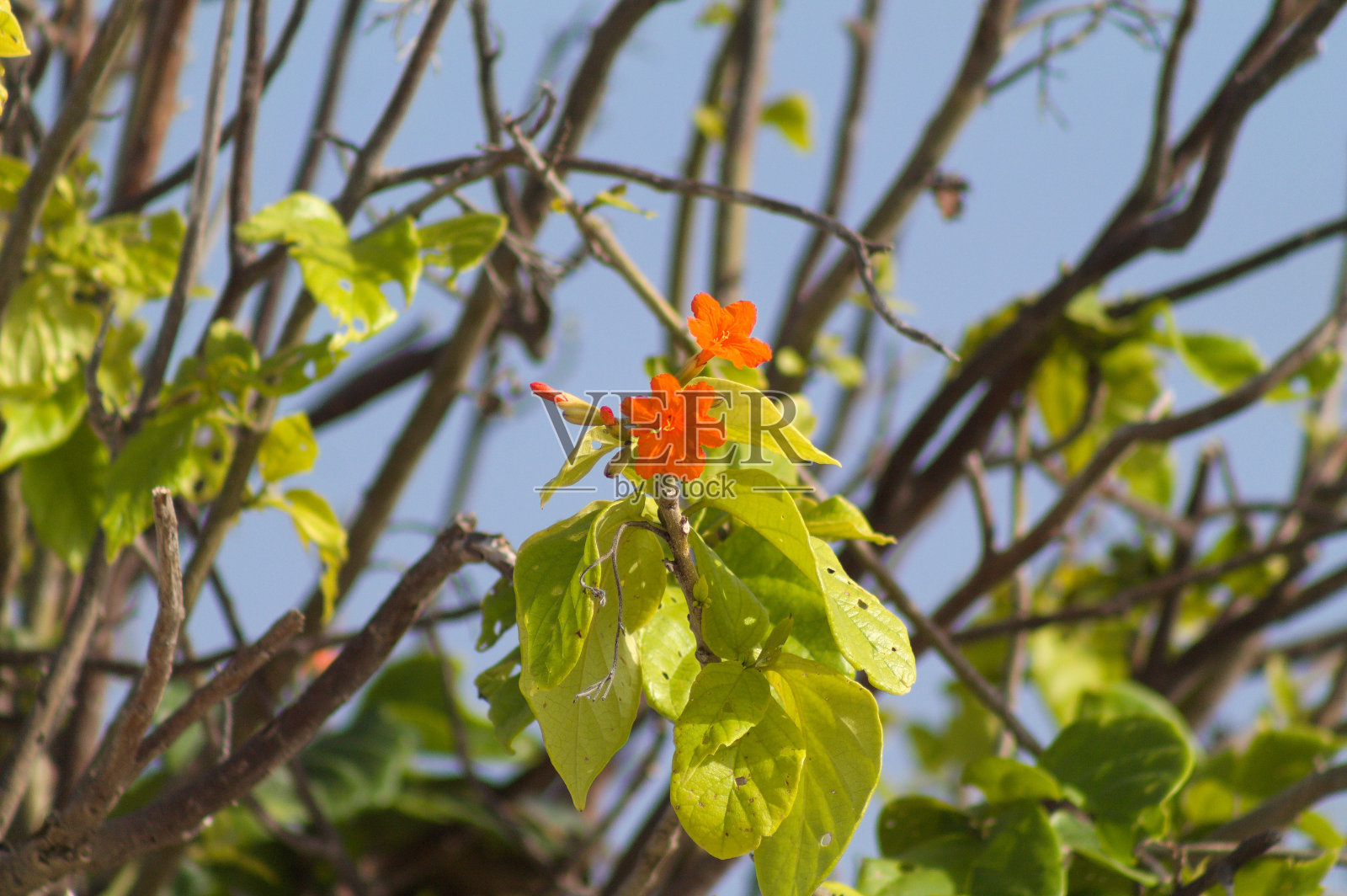 橘色花照片摄影图片