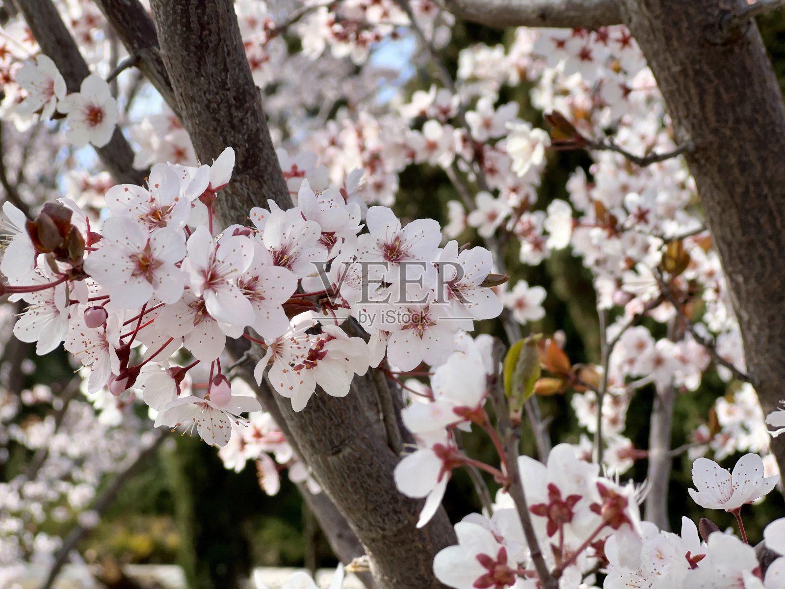 樱花。盛开的樱花树枝上开满了花照片摄影图片