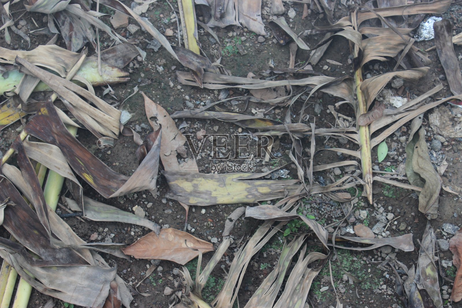 干燥的棕色香蕉叶躺在潮湿的地上照片摄影图片