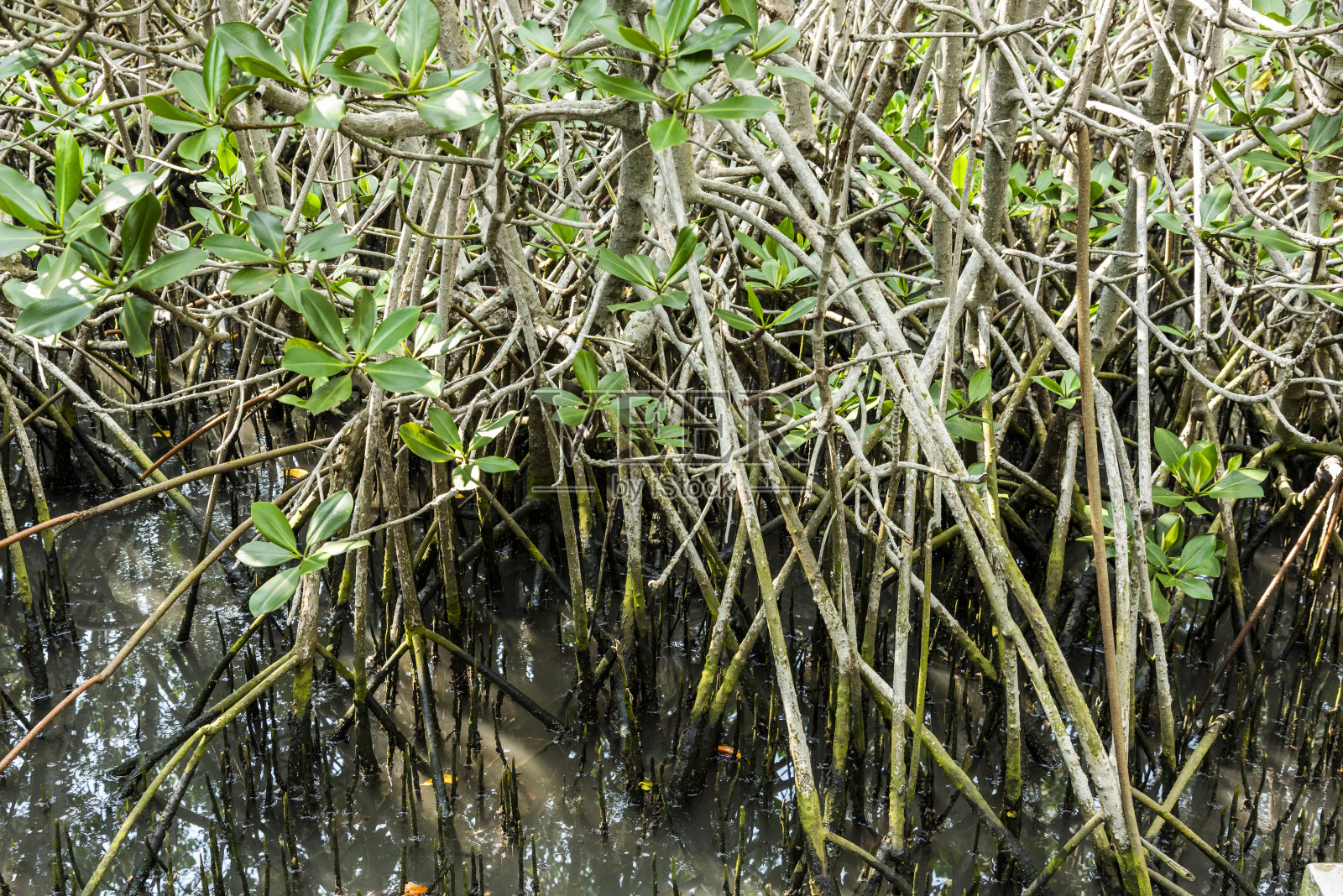 红树林生态保护区特写。照片摄影图片