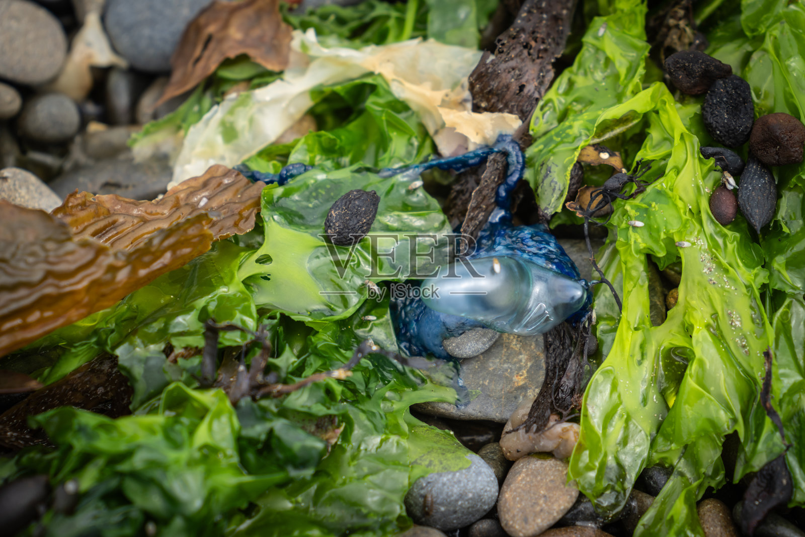 葡萄牙人战争水母被冲上岸的石头上的海藻照片摄影图片