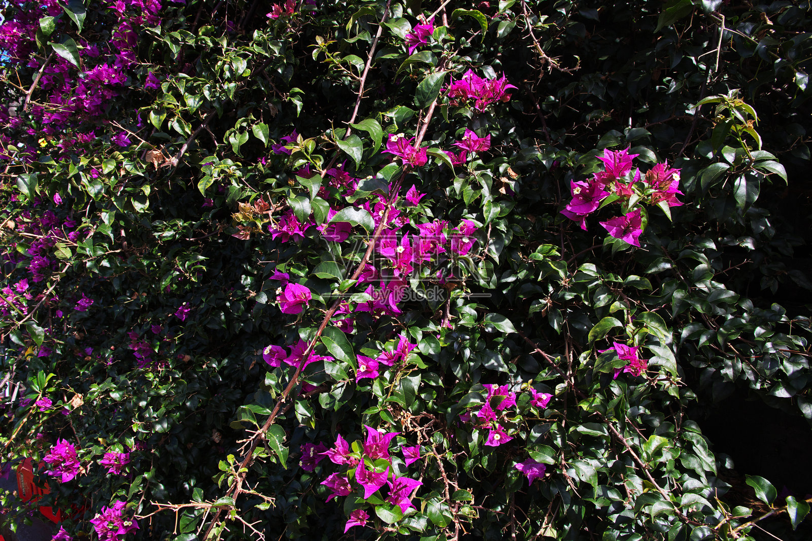 印度尼西亚巴厘岛Pura Besakih寺的鲜花照片摄影图片