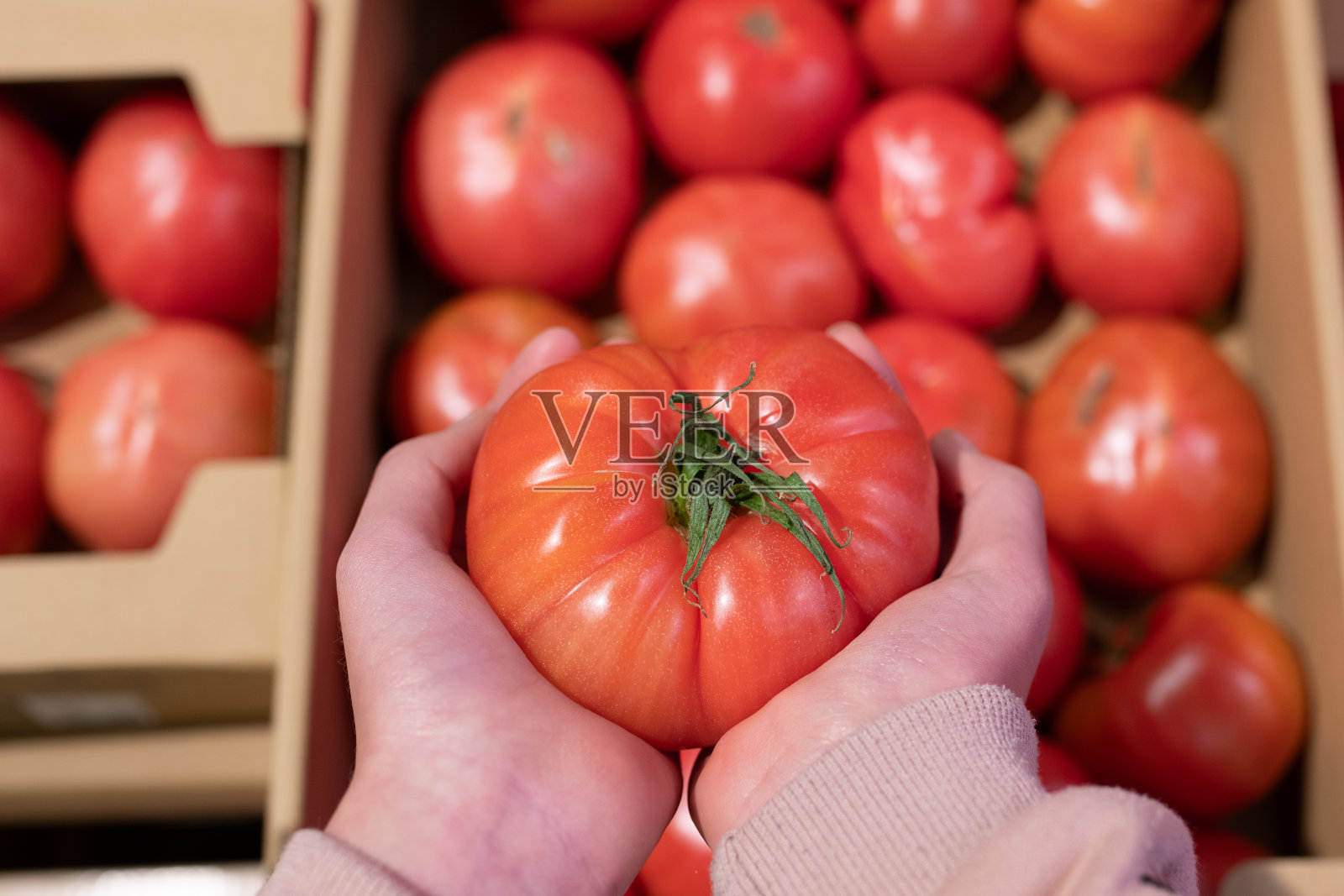 孩子的手拿着西红柿照片摄影图片