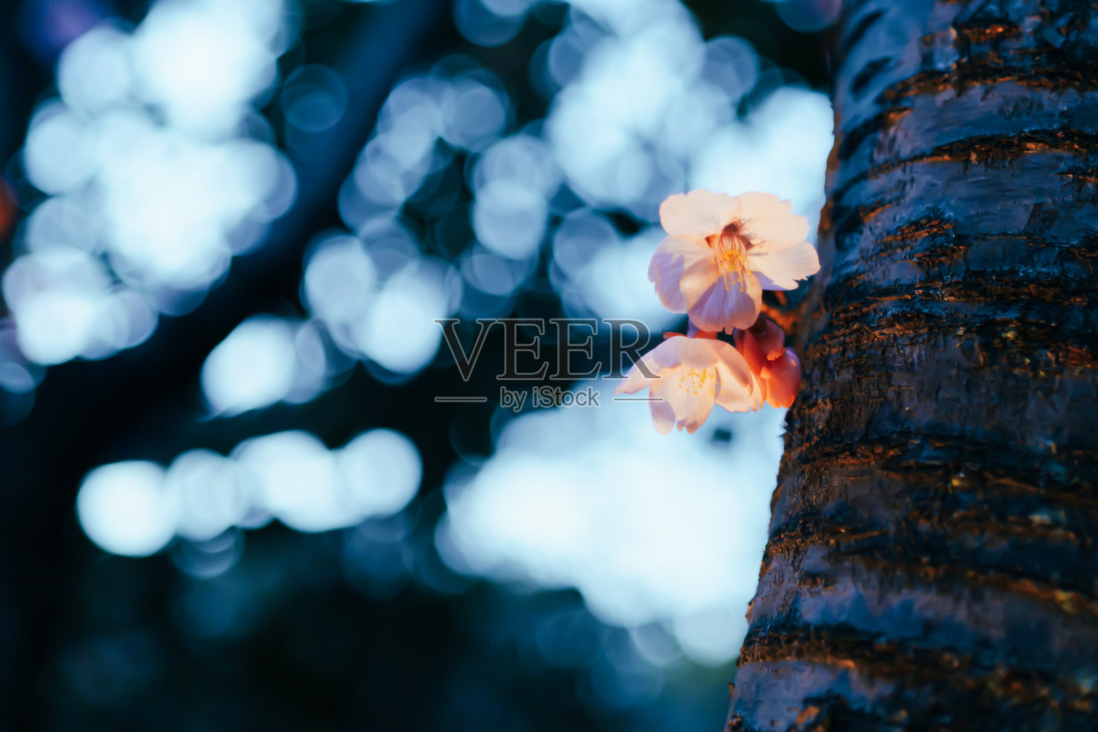 美丽的樱花在东京的花园里绽放照片摄影图片